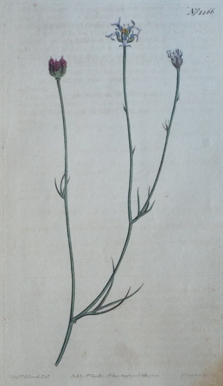 Print - No. 1266 (Garidella Nigellastrum. Fennel-leaved Gardella.) - Sansom